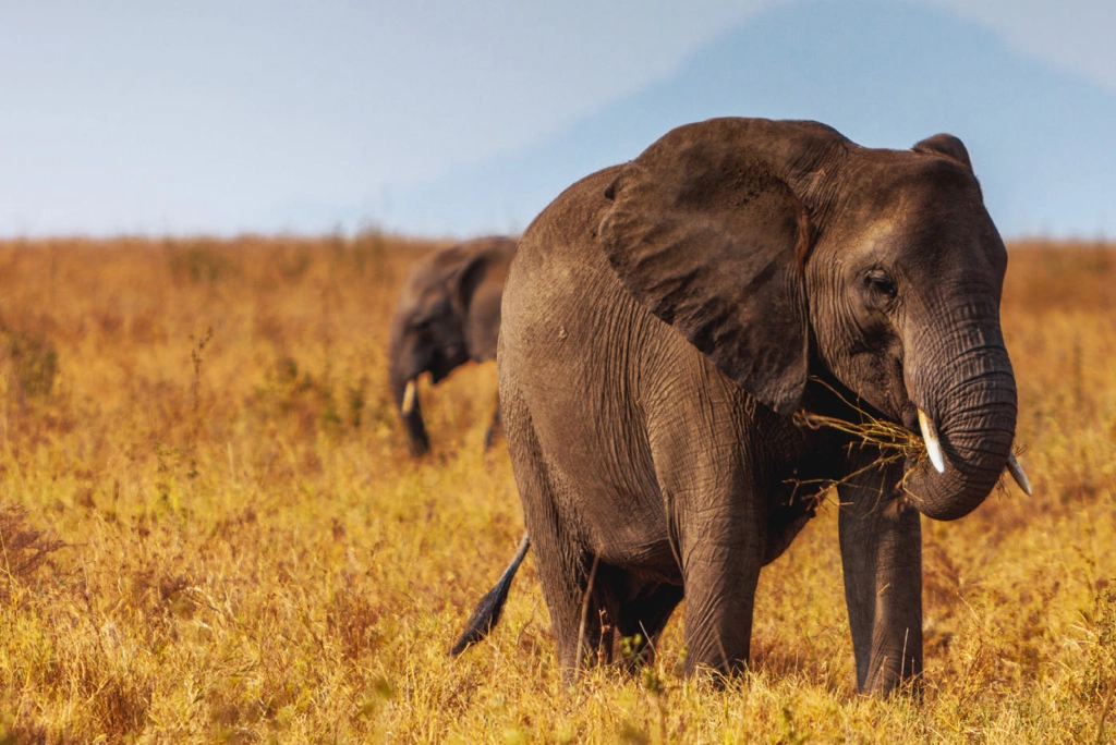 7-days-kenya-safari-18