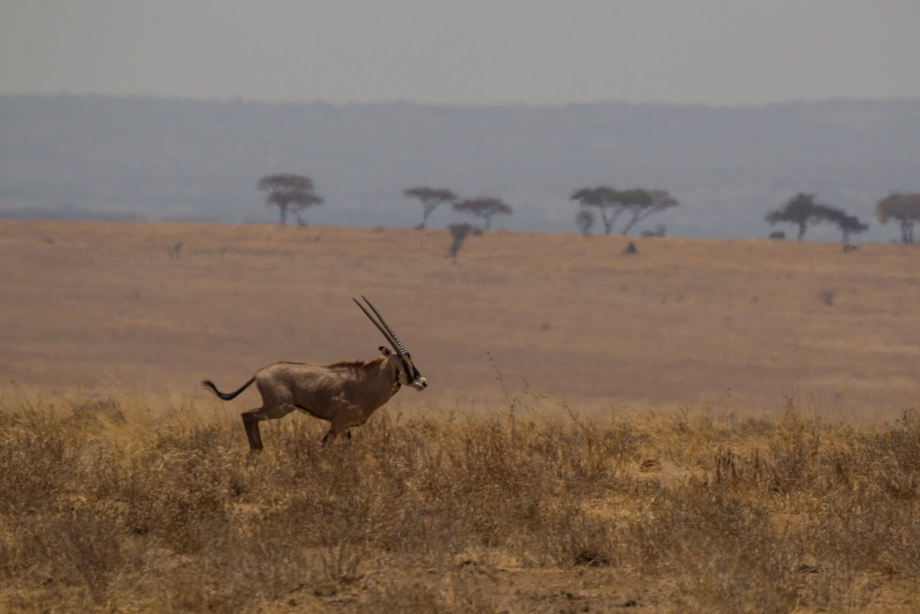 7-days-kenya-safari-22