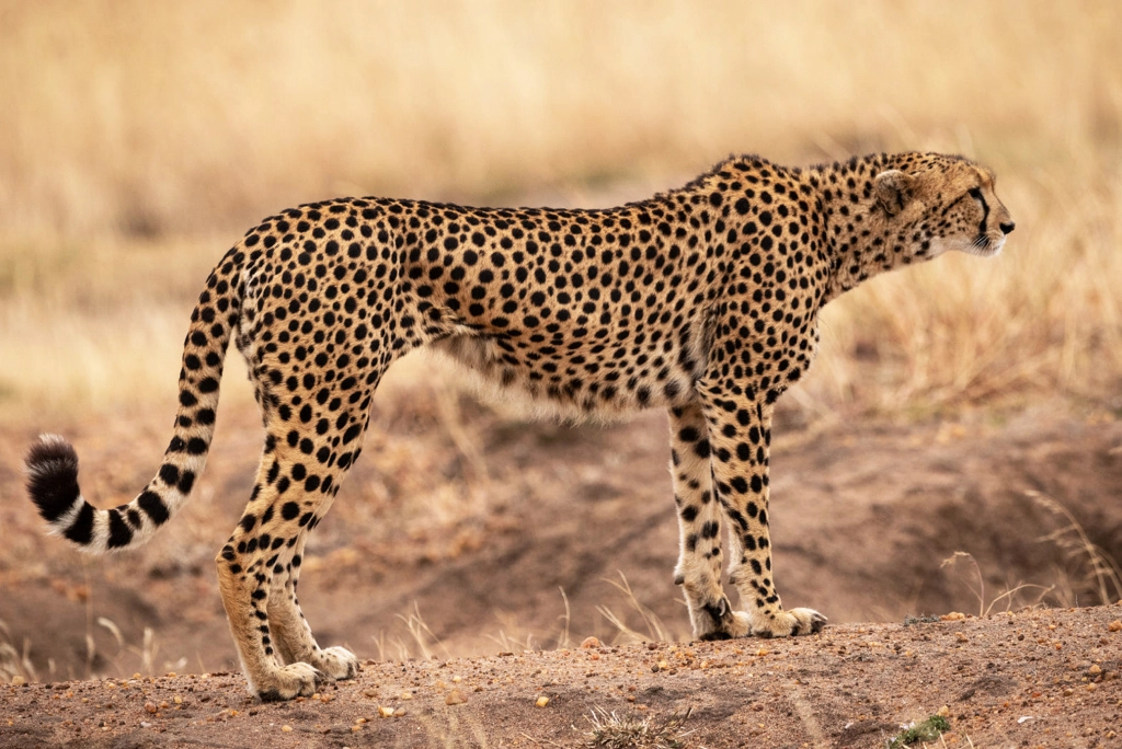 7-days-kenya-safari-5