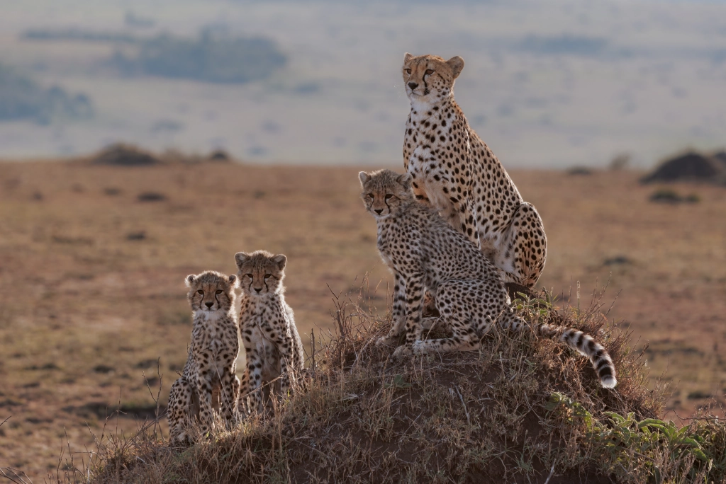 7-days-kenya-safari-7