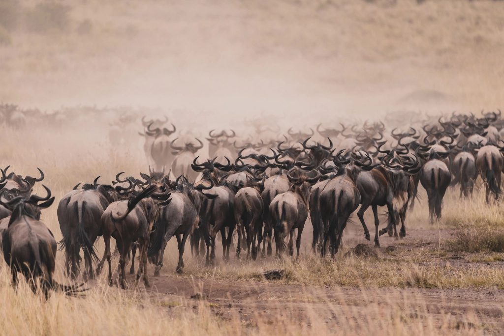 7-days-kenya-safari-9