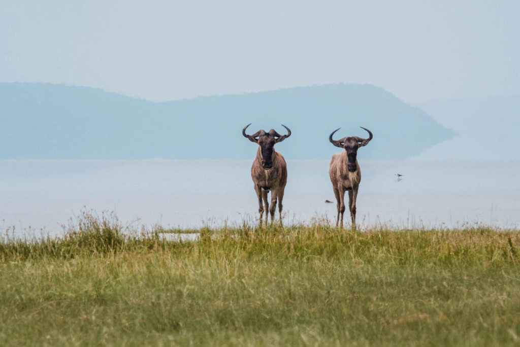 7-days-northern-serengeti-safari-13