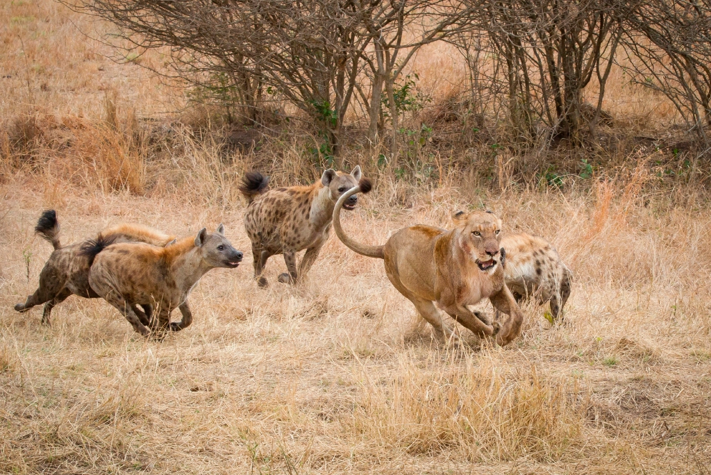 7-days-northern-serengeti-safari-14