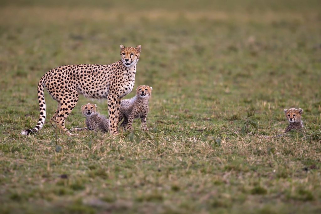 7-days-northern-serengeti-safari-2