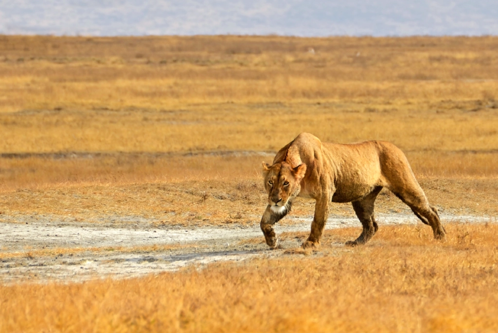 7-days-northern-serengeti-safari-22