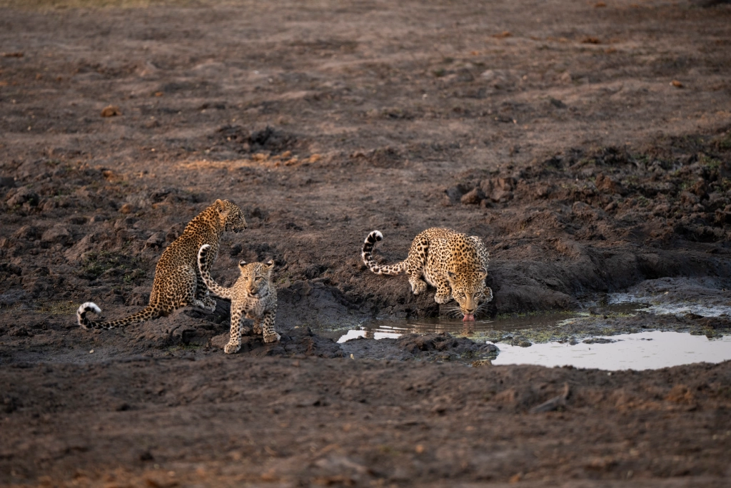 7-days-northern-serengeti-safari-3