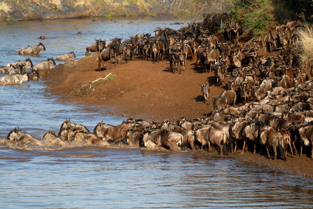 7-days-northern-serengeti-safari-4