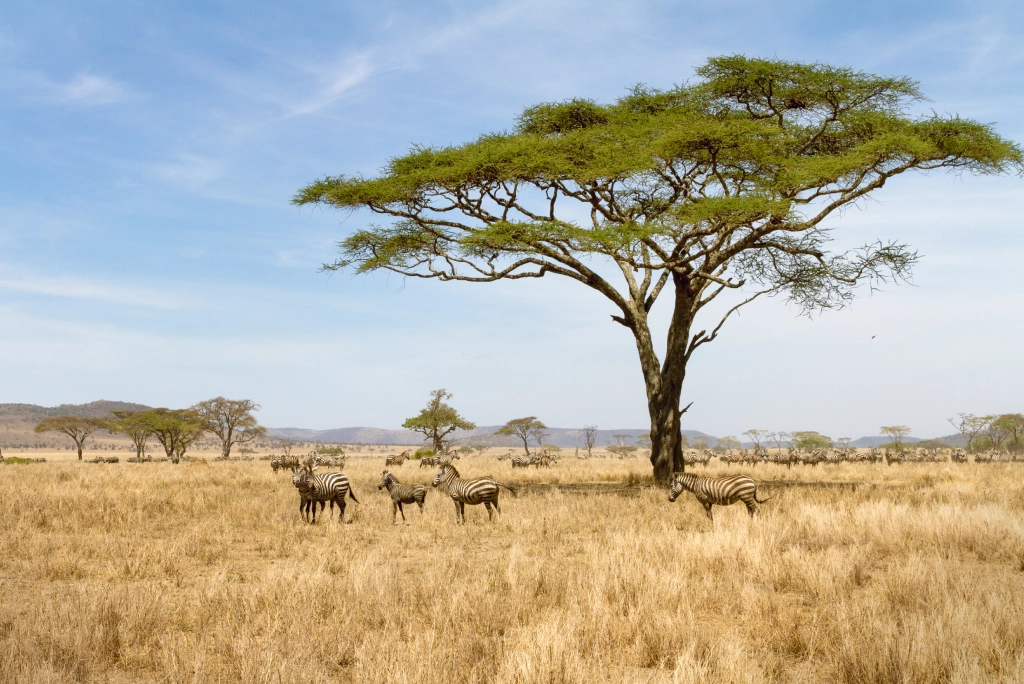 7-days-northern-serengeti-safari-7