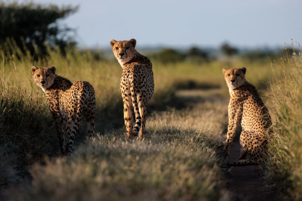 7-days-southern-serengeti-safari-22
