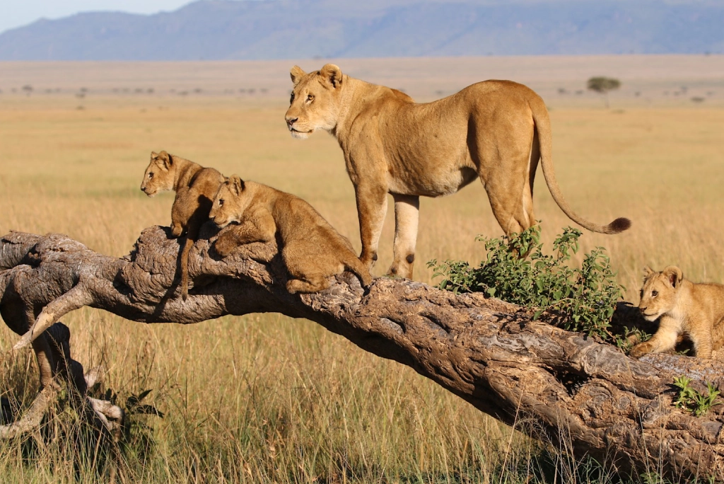7-days-southern-serengeti-safari-5