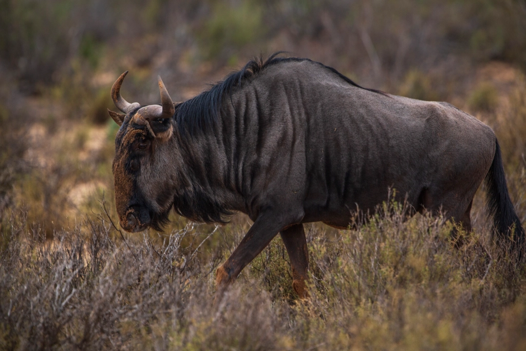 7-days-southern-serengeti-safari-8