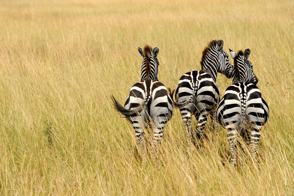 7-days-southern-serengeti-safari-9