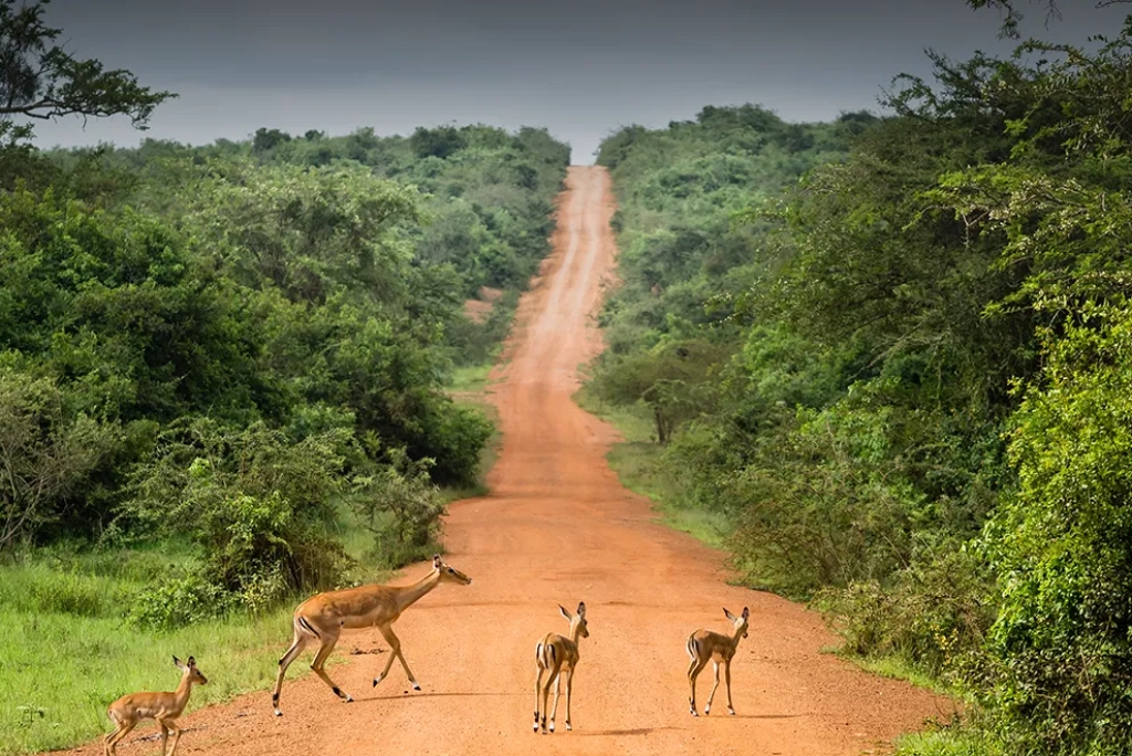 7-days-uganda-safari-1