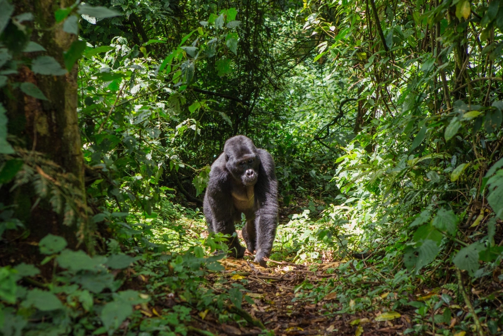 7-days-uganda-safari-10