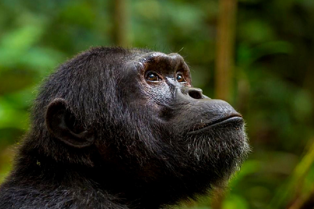 7-days-uganda-safari-12