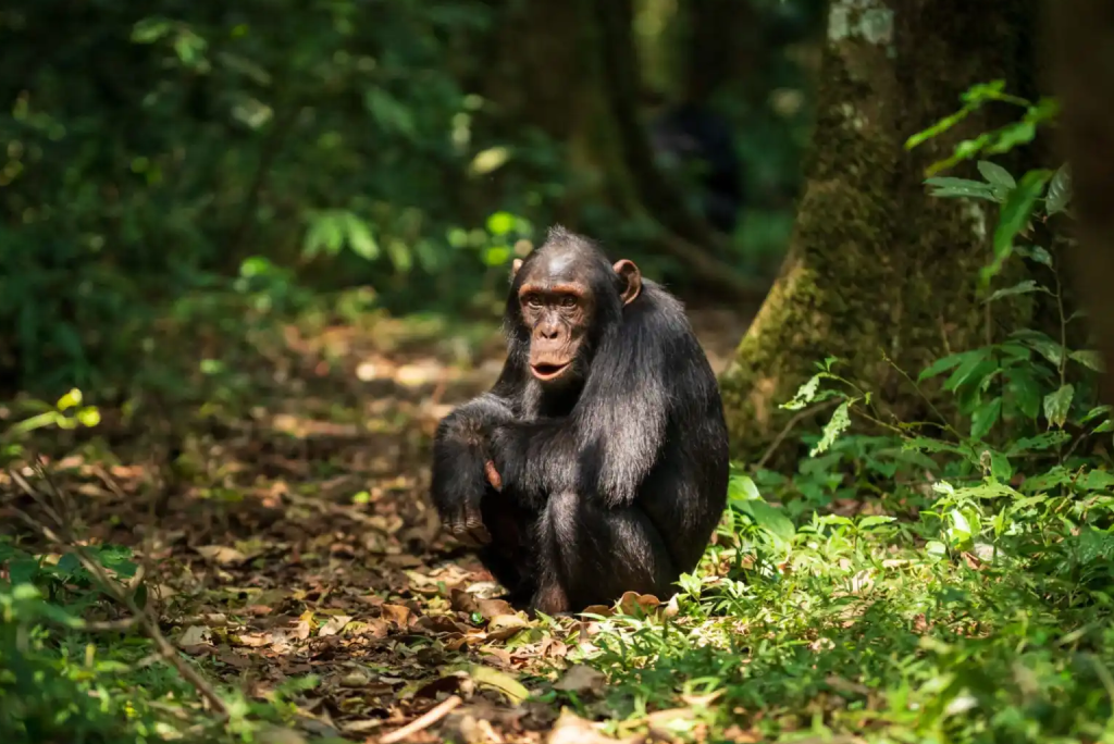 7-days-uganda-safari-13