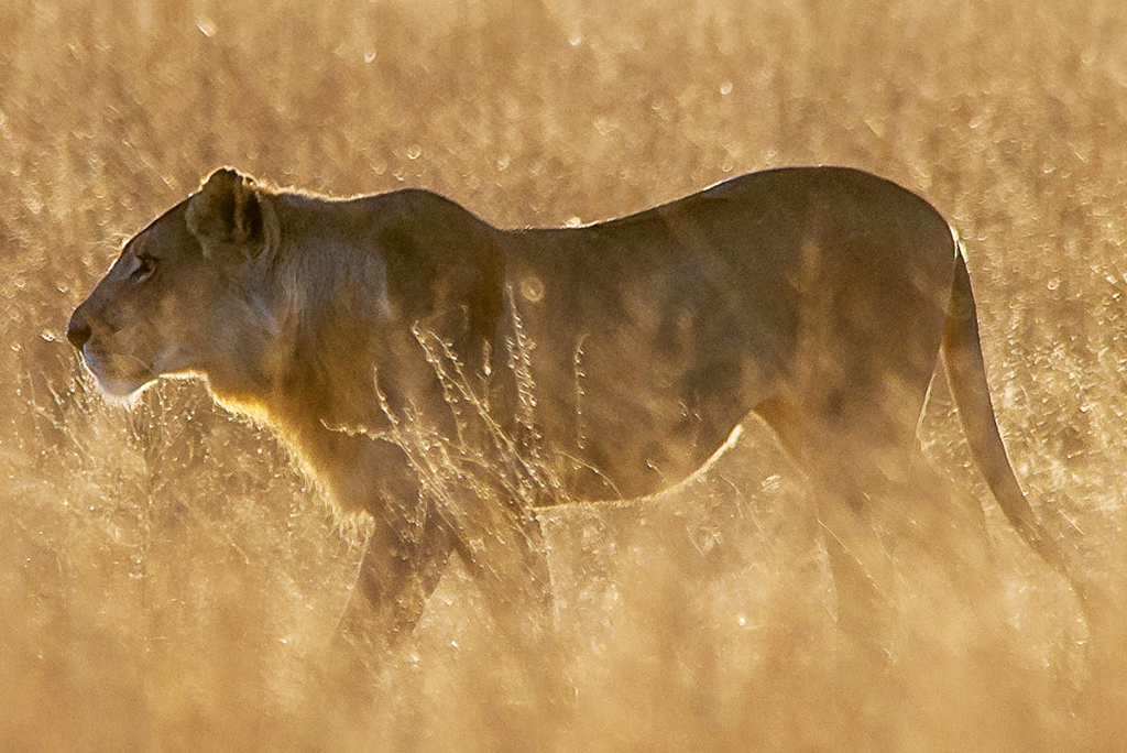 7-days-uganda-safari-21