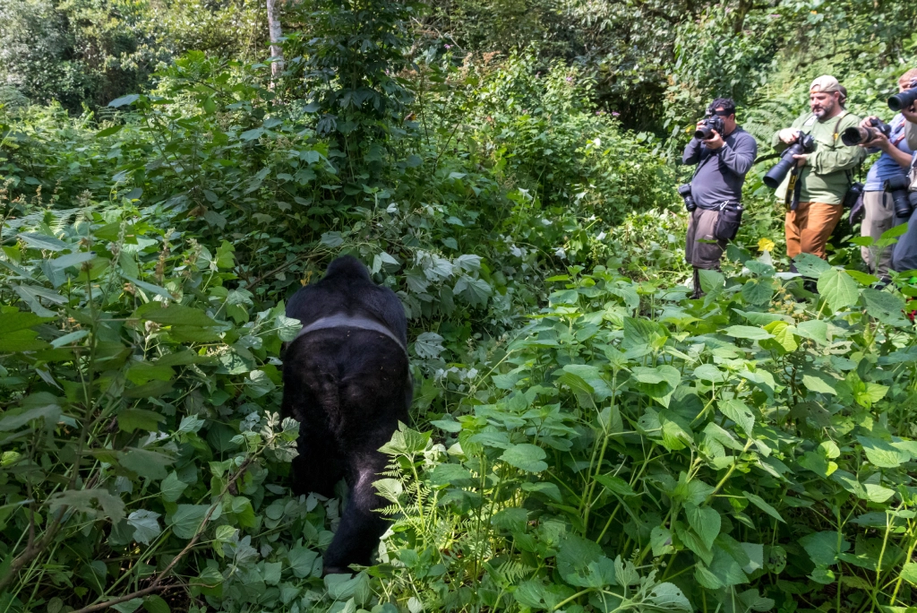 7-days-uganda-safari-4