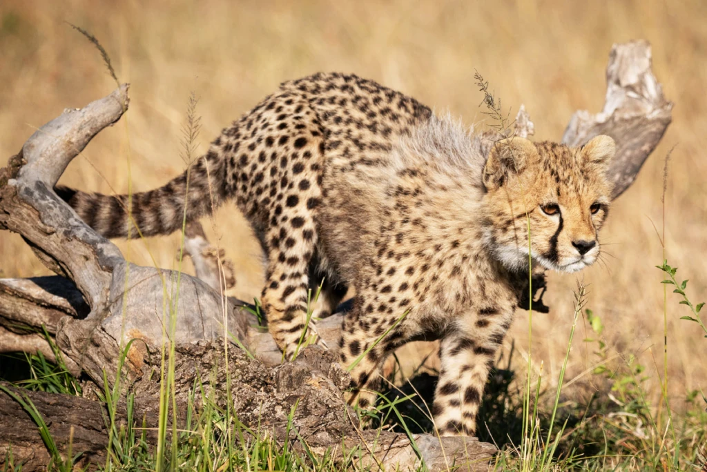 Kenya Wildlife Safari