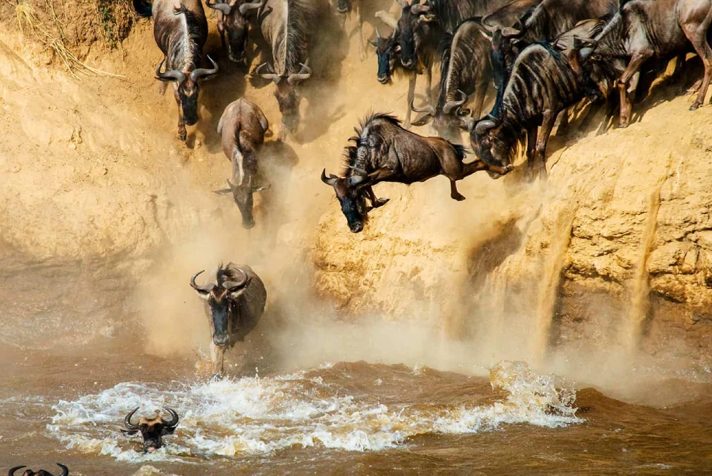 Masai Mara National Reserve Migration