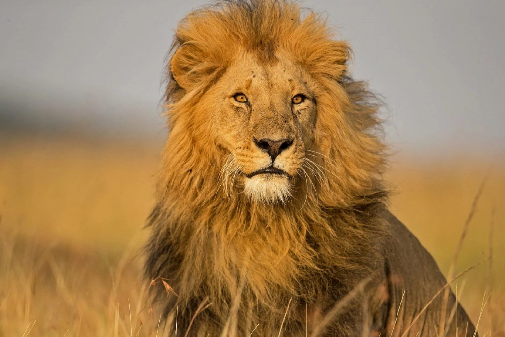 Masai Mara safari experiences