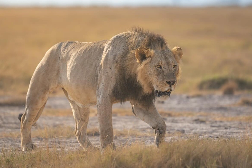 Amboseli National Park Wildlife