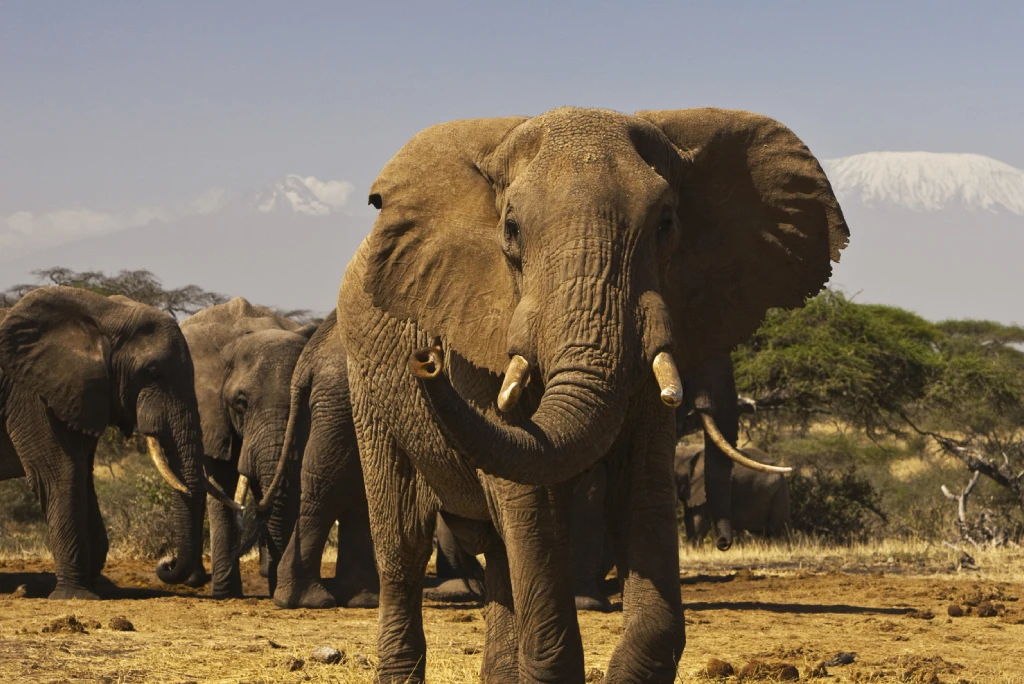 Amboseli National Park Safari