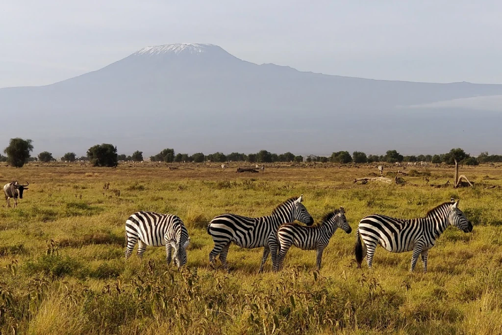 Amboseli National Park Attraction