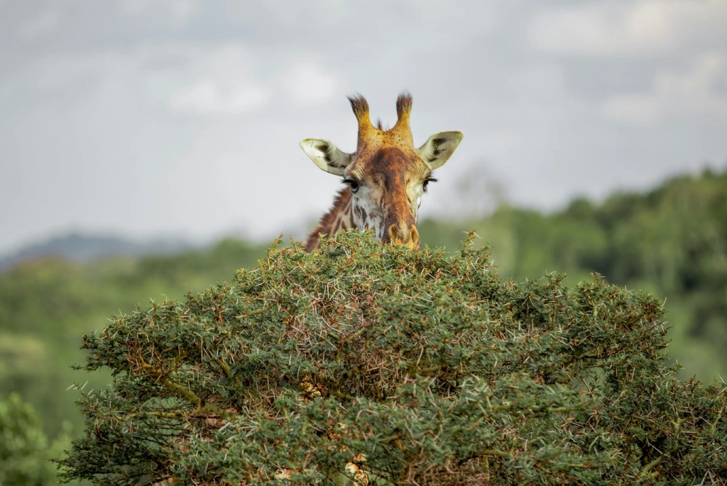 8-days-tanzania-safari-and-zanzibar-extension-13