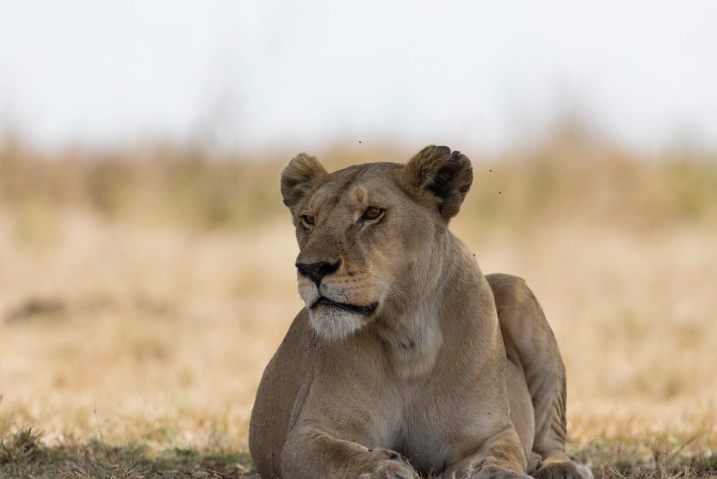 8-days-tanzania-safari-and-zanzibar-extension-3