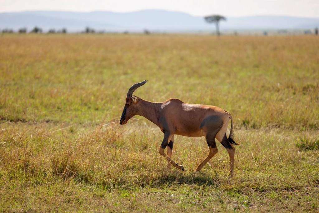 Kenya Wildlife Safari