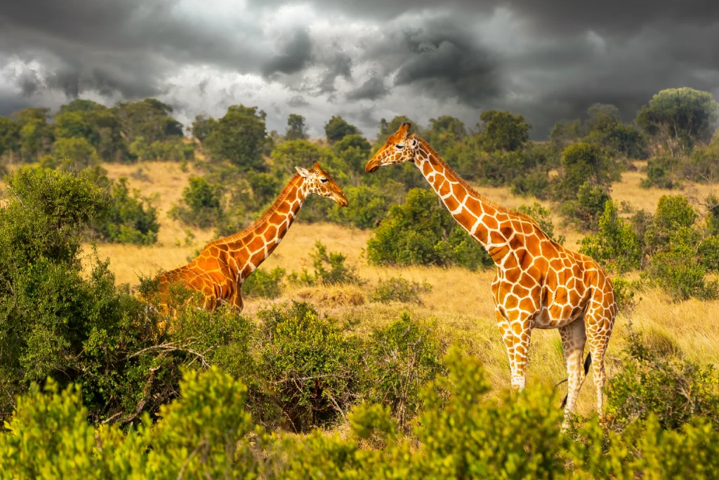 Safari in Samburu Kenya