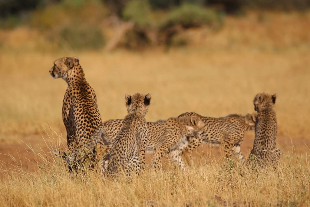 Safari in Samburu Kenya