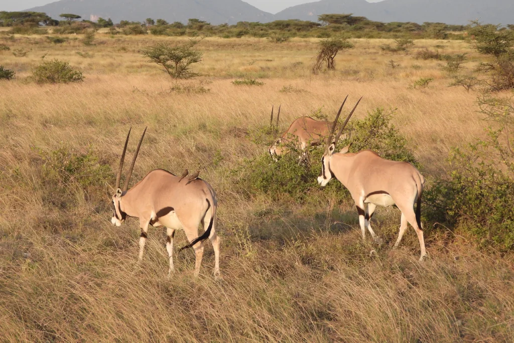 Samburu Game Reserve Safari