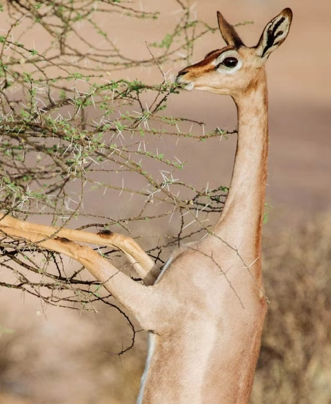 Best Time To Visit Samburu