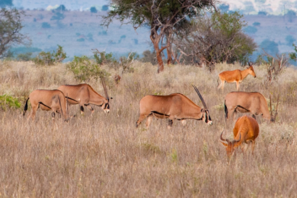 Tsavo East Wildlife