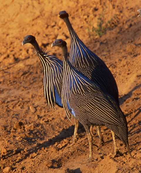 Tsavo East attractions