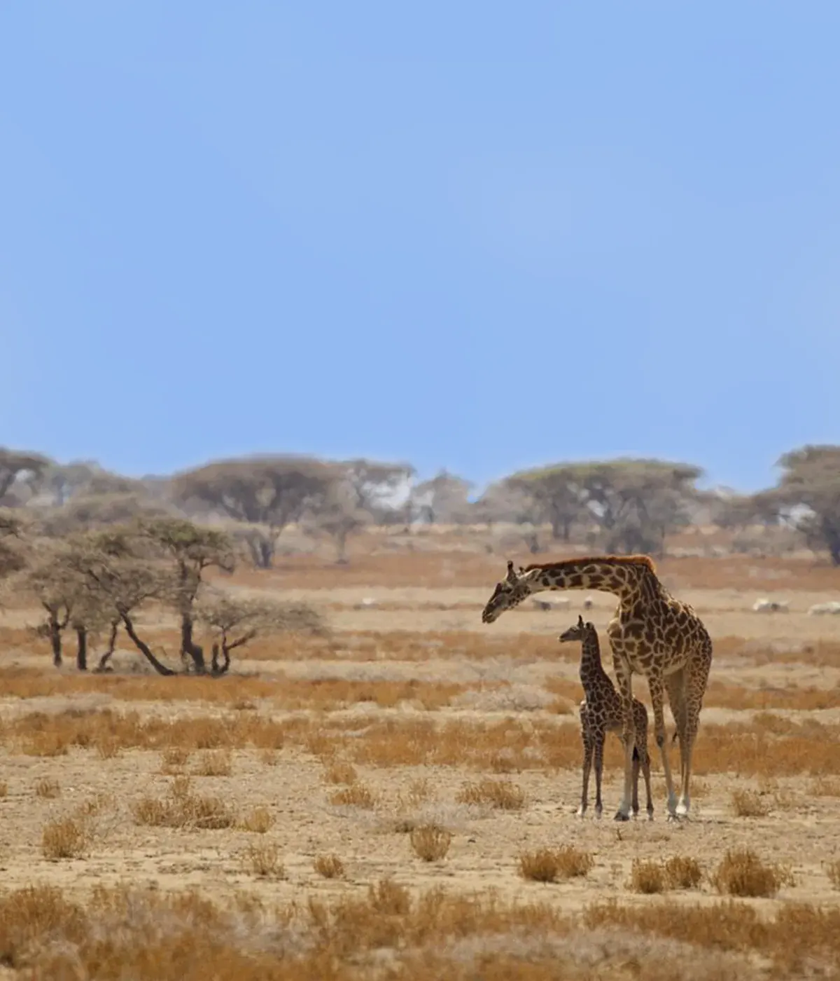 Southern Tanzania Safari