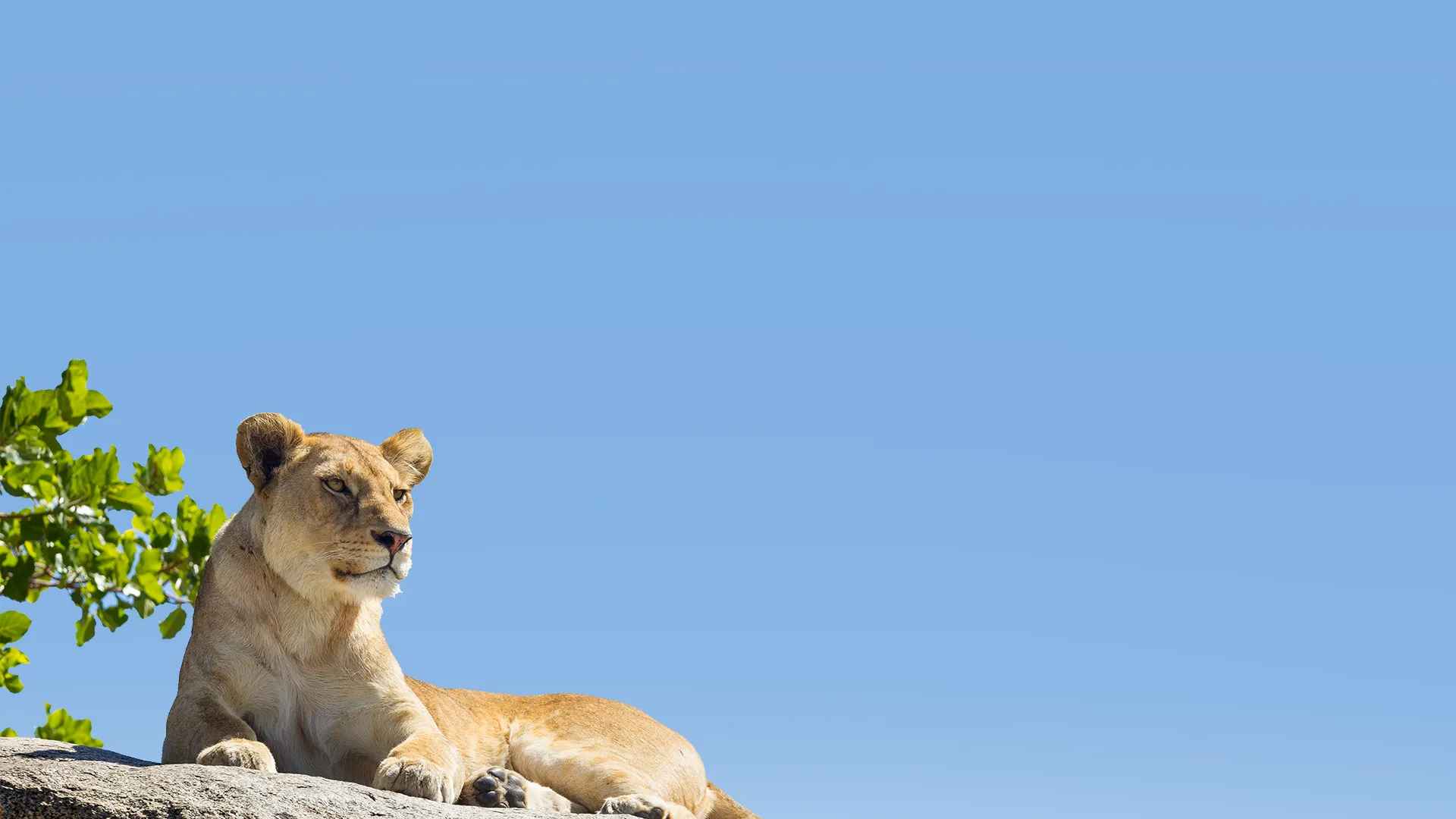 Tanzania Safari