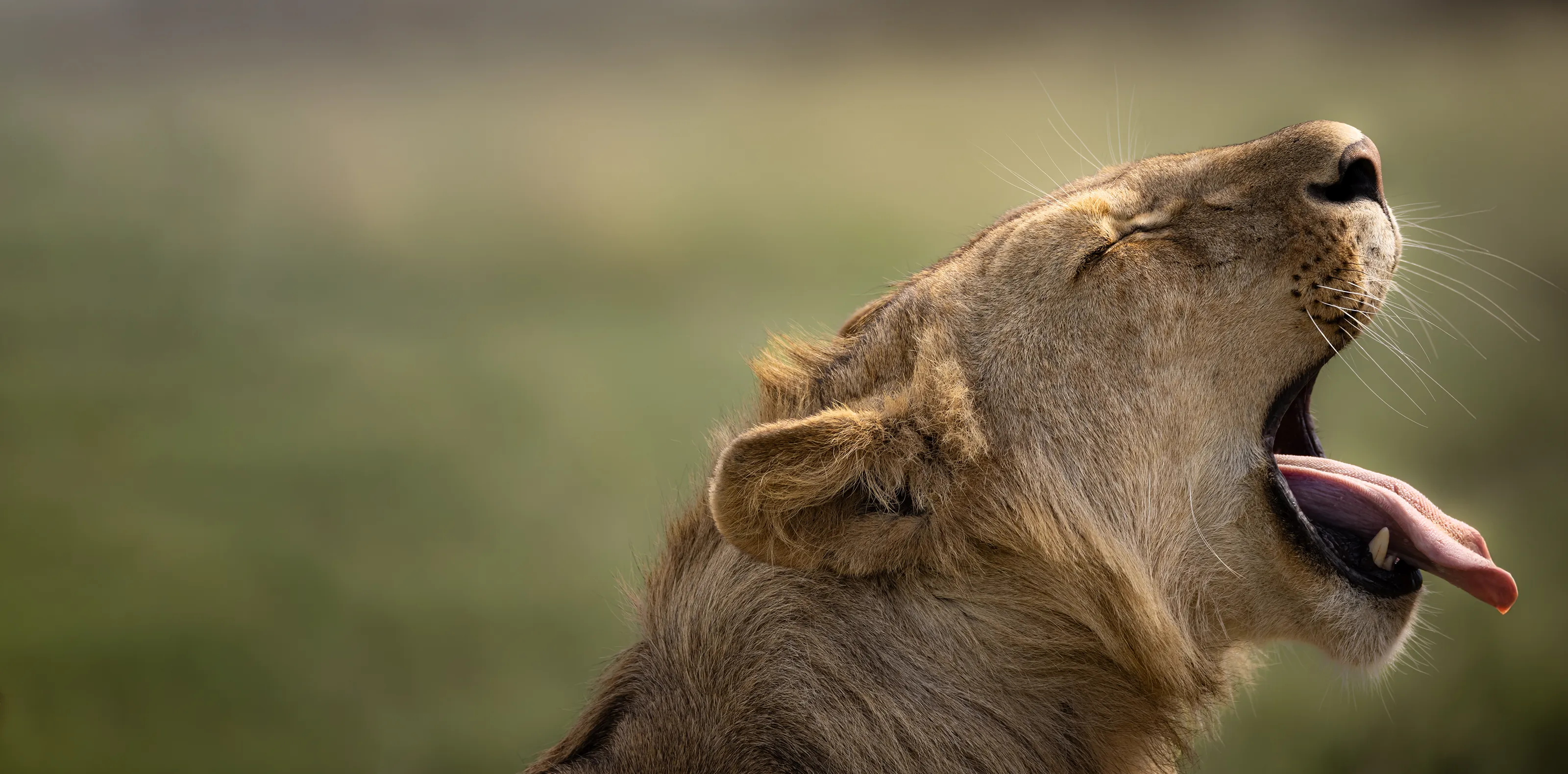 African Scenic Safaris