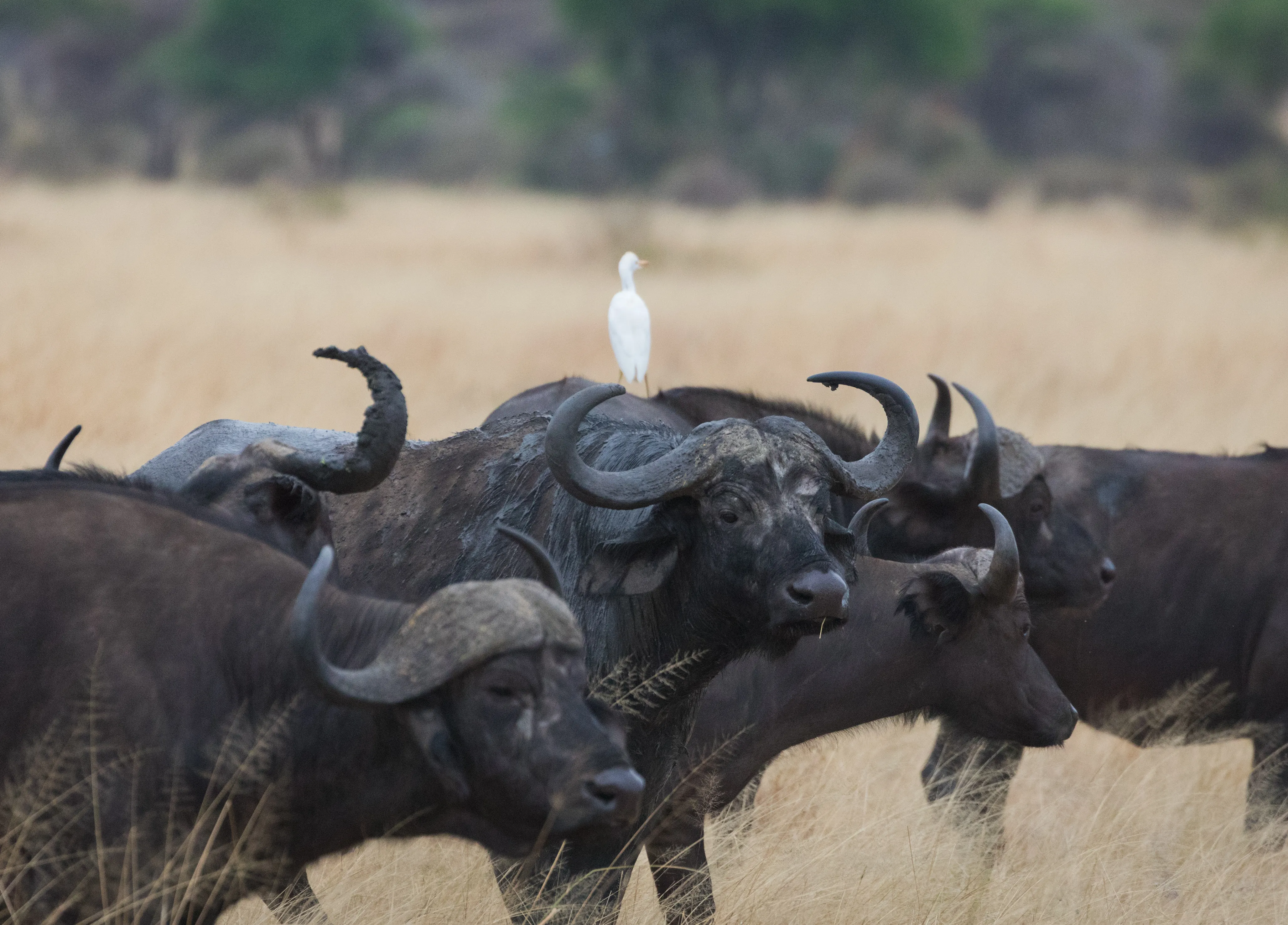 Tanzania Low Season Safari Cost