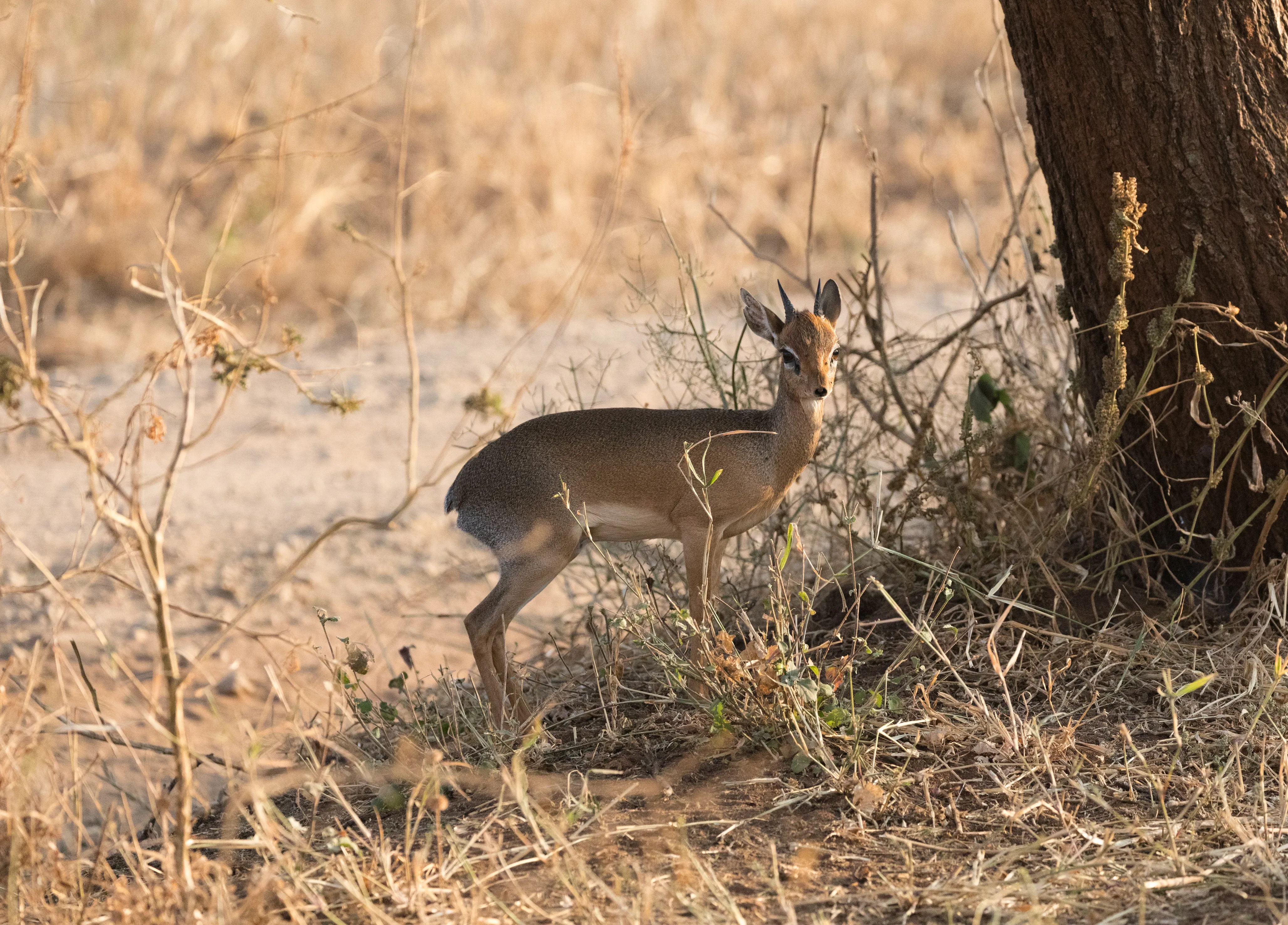Tanzania Low Season Safari Cost