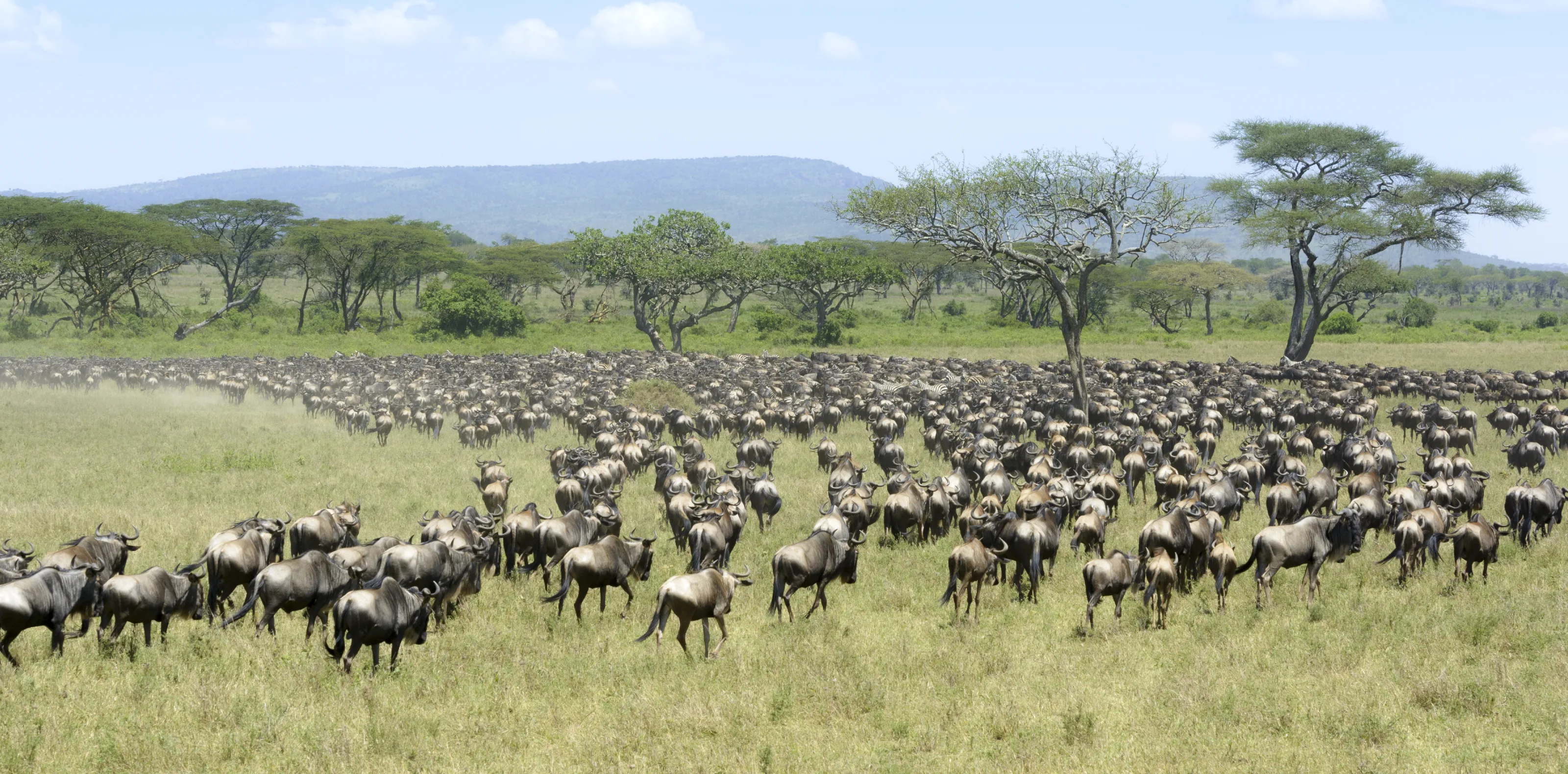 Best Time To See The Serengeti Migration
