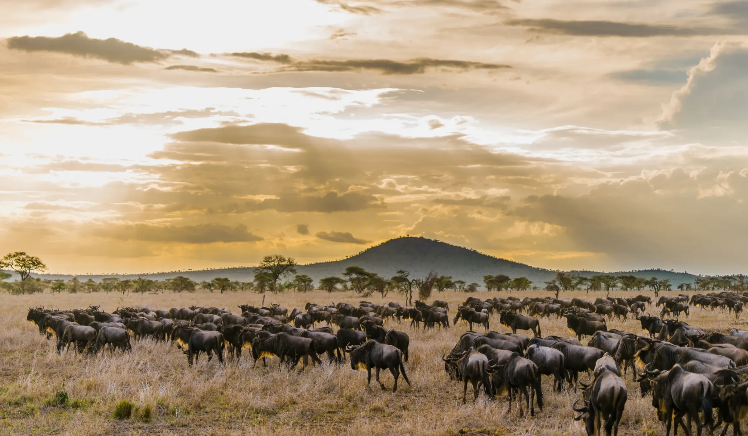 Best Time To See The Serengeti Migration