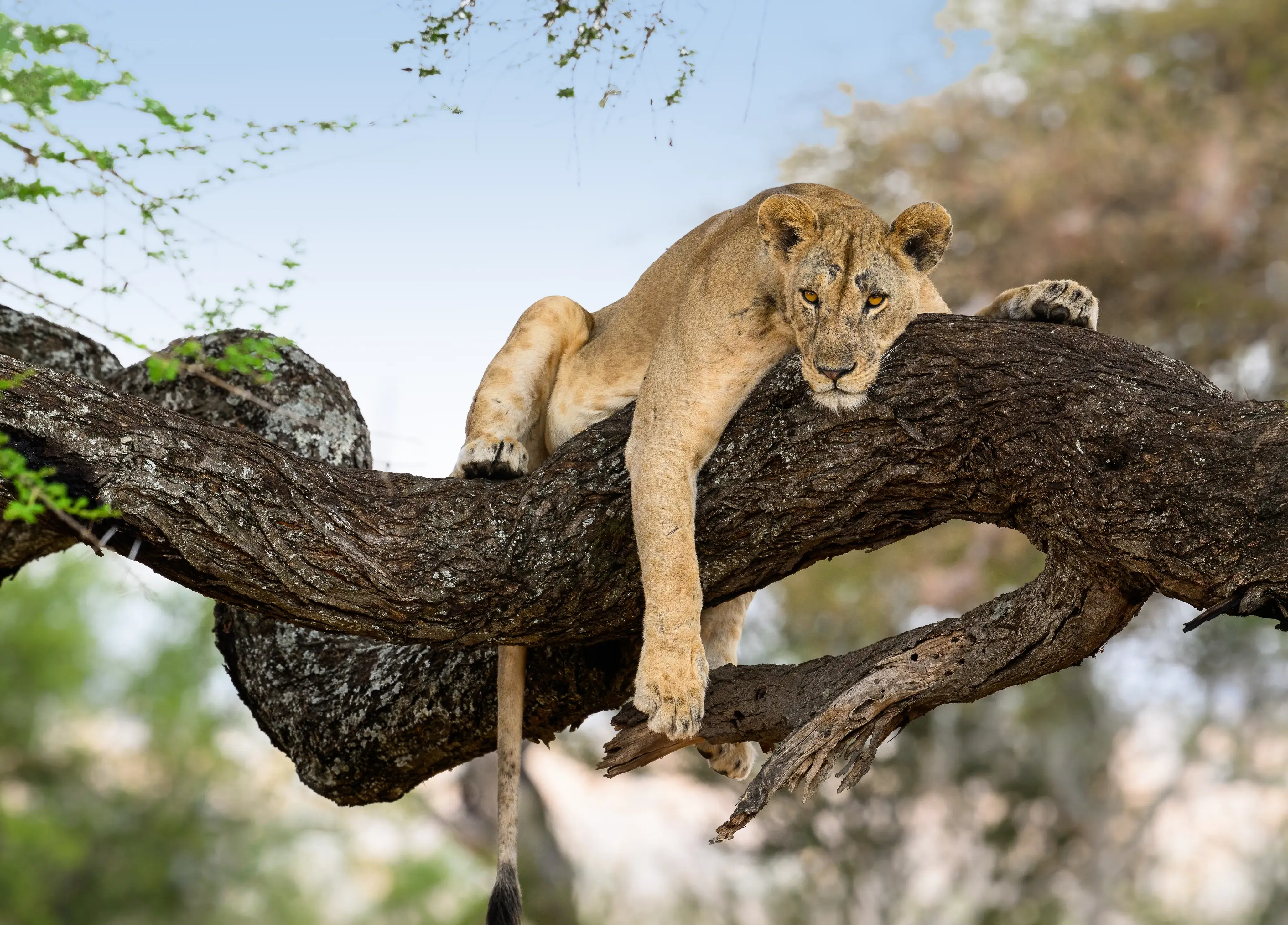 Best Time To Visit Tanzania