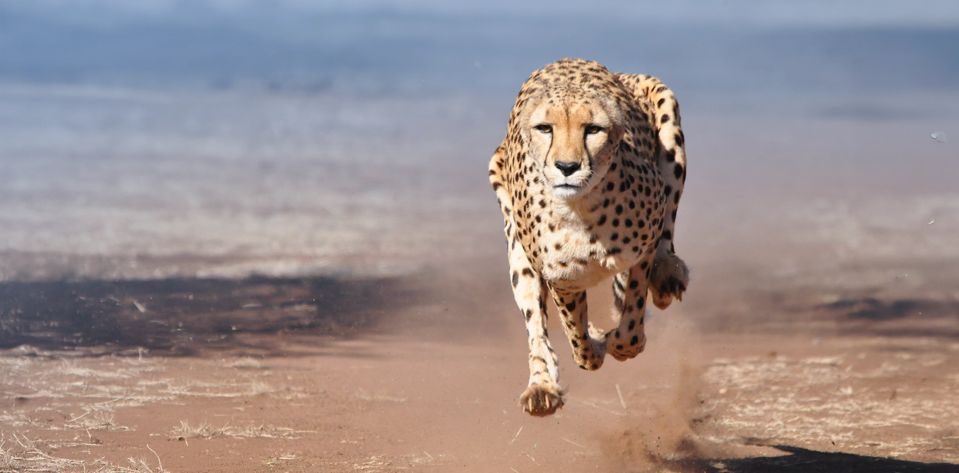 7 Days Big Five Safaris In Tanzania