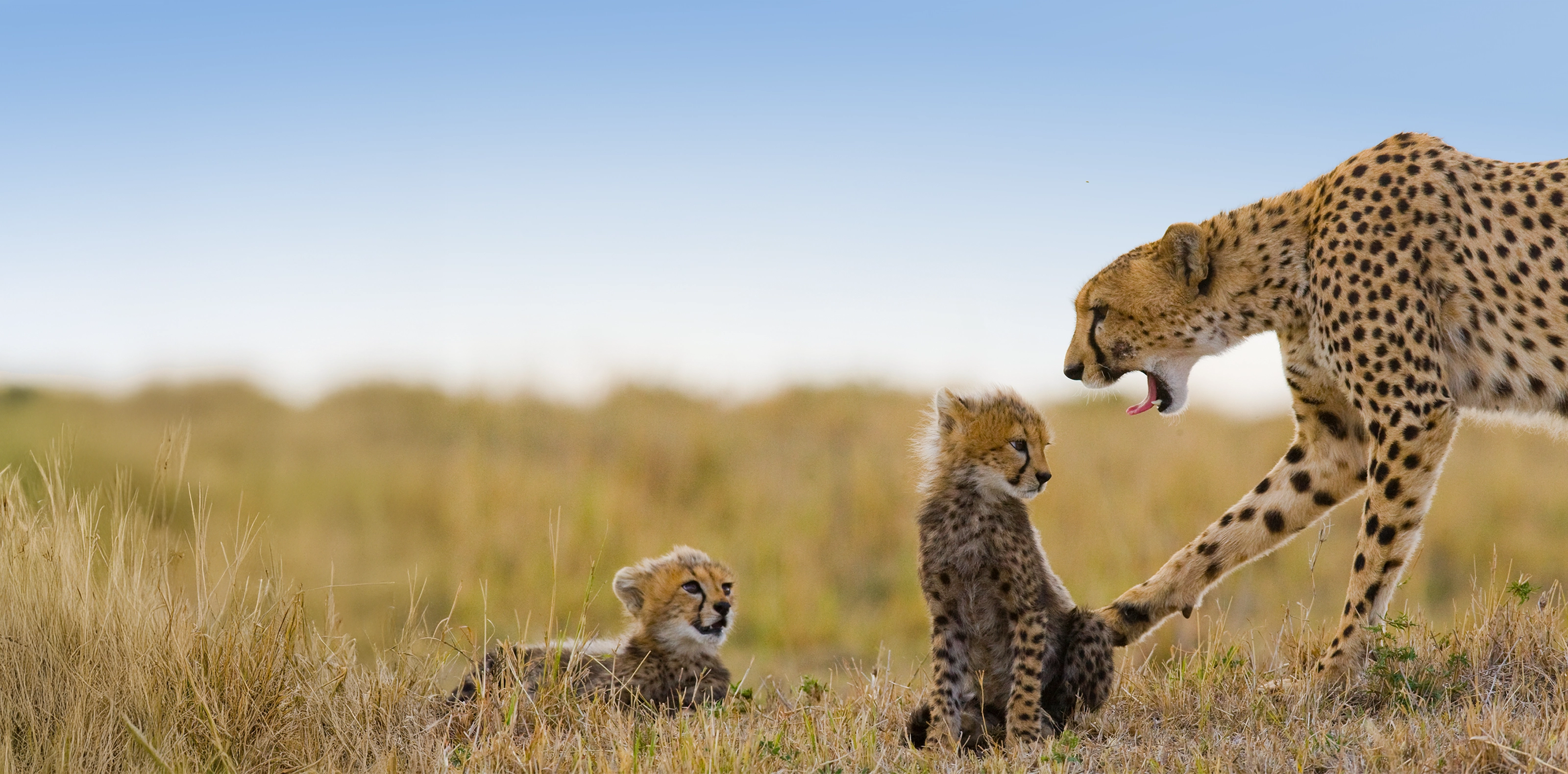 12 Days Tanzania Family Safaris