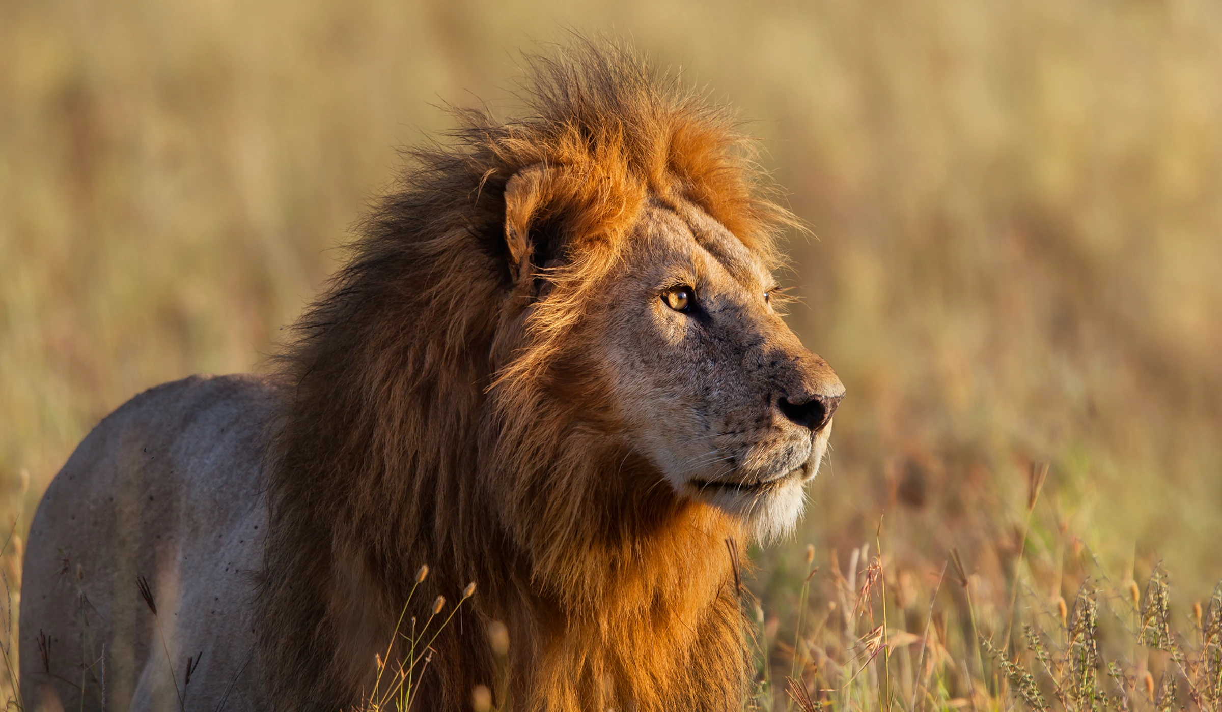 Getting To Serengeti National Park
