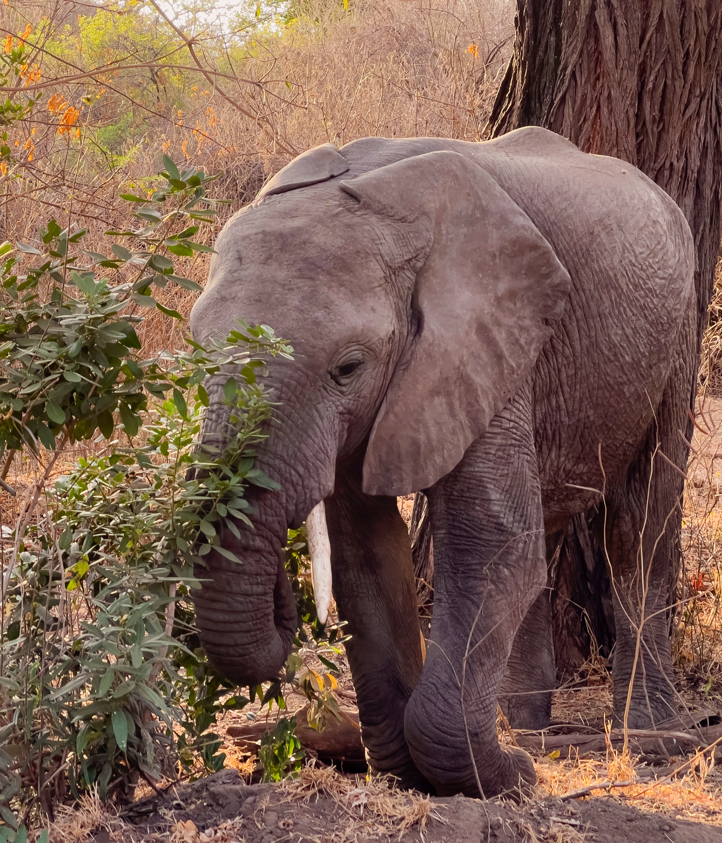 Lake Manyara National Parks