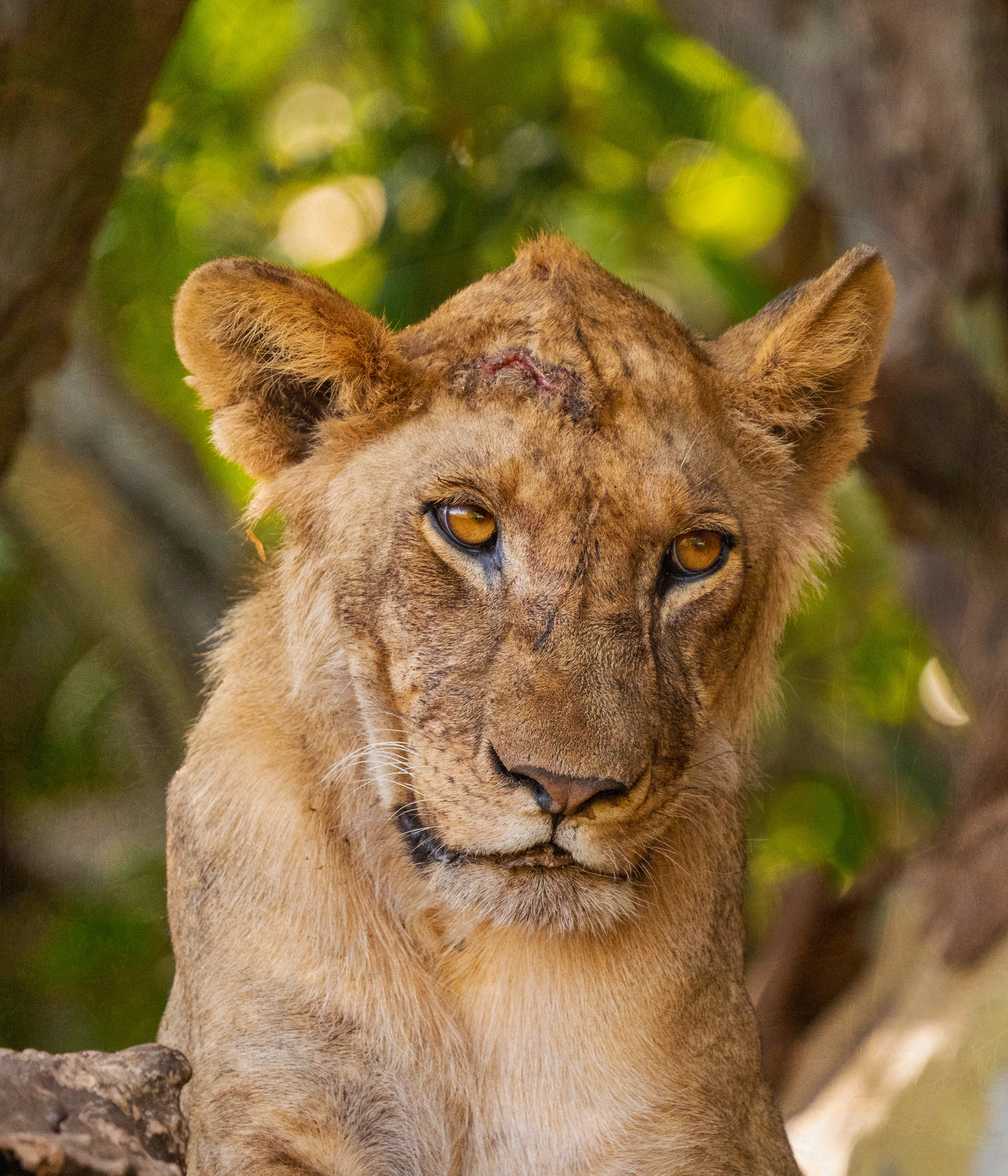 Lake Manyara National Parks